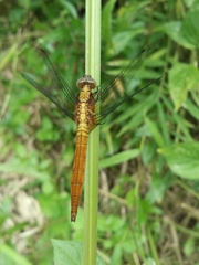 Orthetrum testaceum