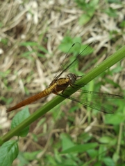 Orthetrum testaceum