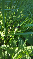 Pamponerus germanicus