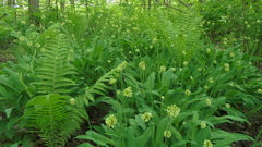 Allium microdictyon