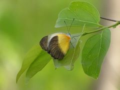 Mylothris chloris chloris