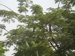 Corvus albus