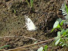 Belenois gidica gidica