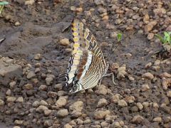 Charaxes epijasius