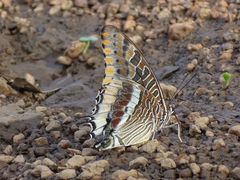 Charaxes epijasius