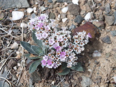 Goniolimon krylovii