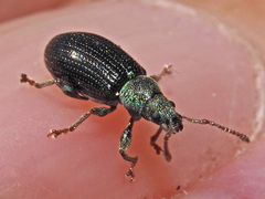 Phyllobius viridicollis