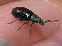 Phyllobius viridicollis