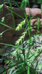 Carex arnellii