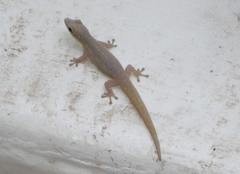 Lygodactylus conraui