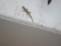 Lygodactylus conraui