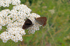 Satyrium acaciae