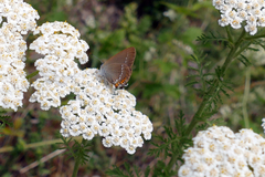Satyrium acaciae