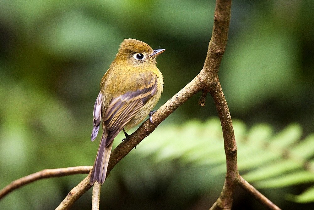 Yellowish Flycatcher photo