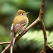 Yellowish Flycatcher - Photo (c) Francesco Veronesi, some rights reserved (CC BY-NC-SA)