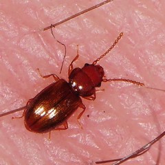 Laemophloeidae