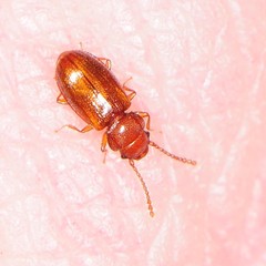 Laemophloeidae