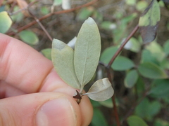 Olearia fragrantissima