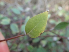 Olearia fragrantissima