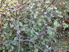 Olearia fragrantissima