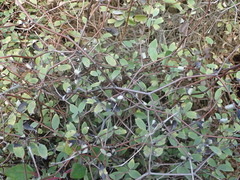 Olearia fragrantissima