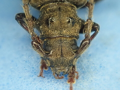 Ambeodontus tristis