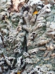 Heterodermia hypoleuca