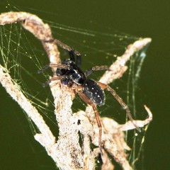 Zoicinae