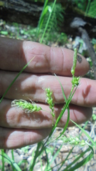 Carex arnellii