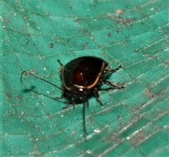 Loboptera