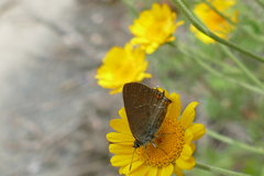 Satyrium acaciae