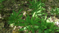 Allium microdictyon