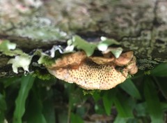 Oxychaete cervinogilva