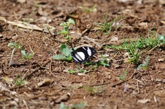 Papilio dardanus cenea