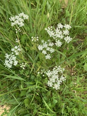 Anthriscus sylvestris