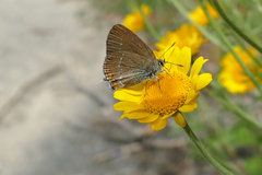 Satyrium acaciae