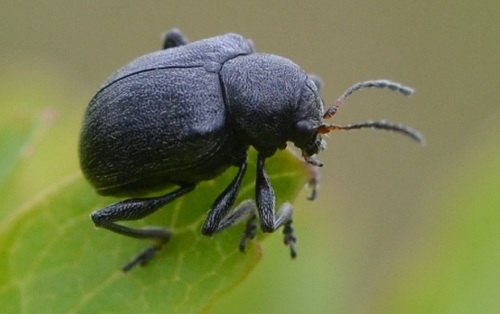 Western Grape Rootworm