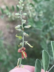 Indigofera lindheimeriana