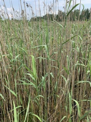 Phragmites australis