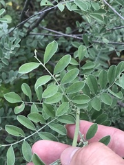 Indigofera lindheimeriana