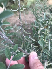 Indigofera lindheimeriana