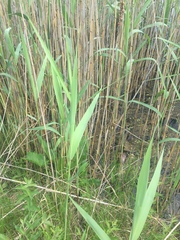 Phragmites australis