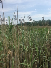 Phragmites australis