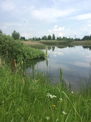 Alopecurus pratensis