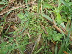 Centipeda minima minima