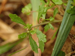 Centipeda minima minima
