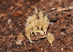Phaeoclavulina ochracea