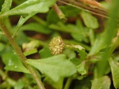 Centipeda minima minima