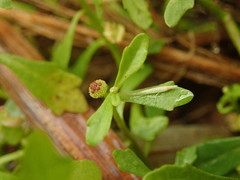 Centipeda minima minima