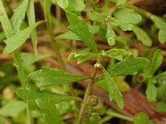 Centipeda minima minima
